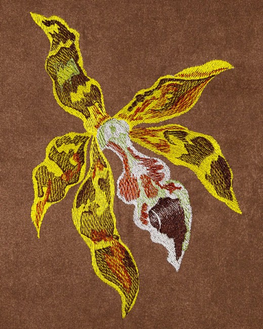 BFC1620 Ernst Haeckel's Orchids