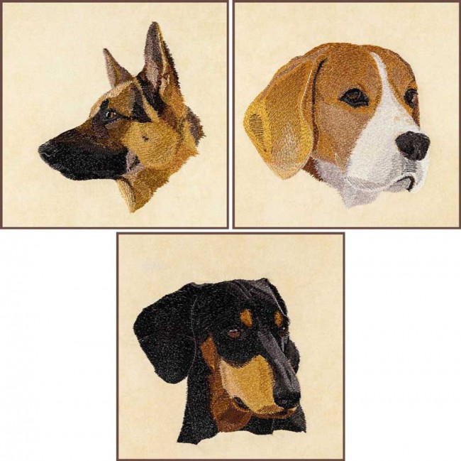 BFC1621 Three Dog Portraits