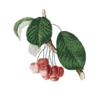 RMG2428 Cherries