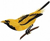 RMG258 Golden Haired Flycatcher