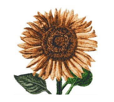 RMG2771  Sunflower
