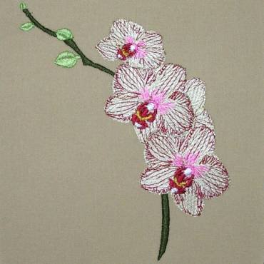 BFC0303 Watercolor Orchids