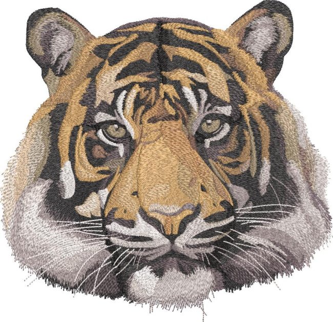 BFC31795 Tiger Portrait