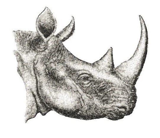 RMG3416 Rhino