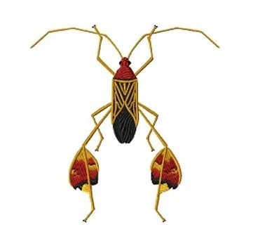 RMG348 Flag-Footed Bug