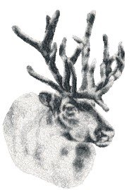 RMG3886 Elk