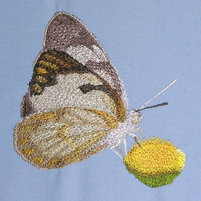 BFC0540 Butterflies