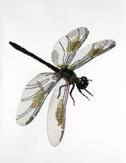 BFC0749 Dragonflies