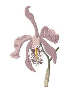 RMG996  Cattleya Orchid