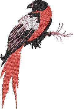 BFC32270 Red Bird Alpha F