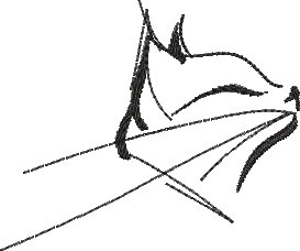 BFC2236 Kitty Sketches