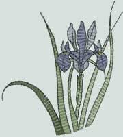 BFC0920 Botanical Print - Iris