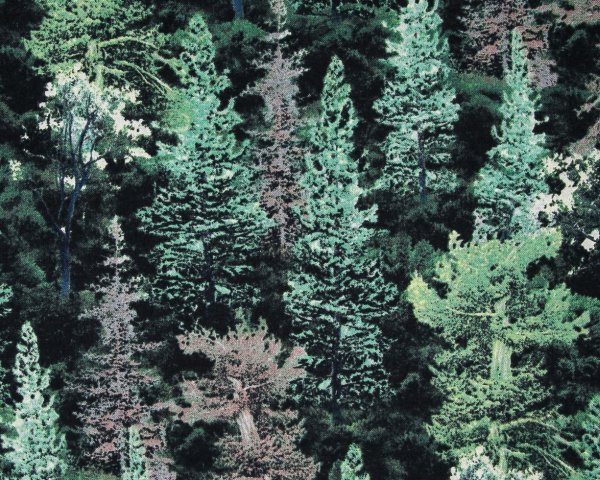 Landscape Pieces - Trees