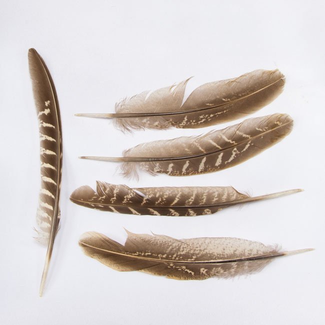 FEATHERS-0021